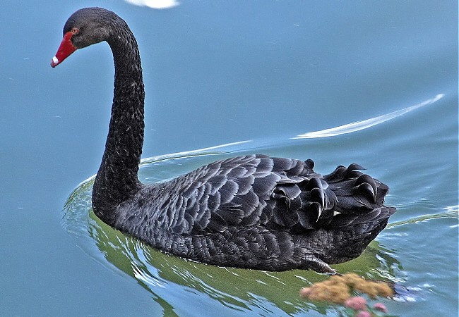 The Market’s Bad Omens mount as the Black Swan population grows!