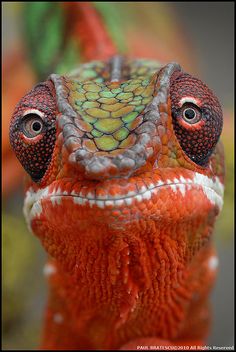With the eyes of the chameleon the market turns deep red!