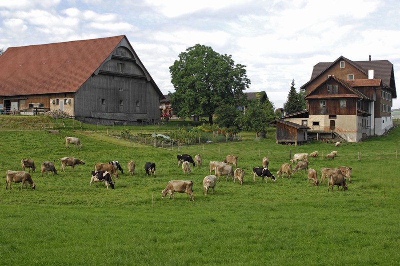 Government plan to cut Swiss farm aid causes friction in Bern