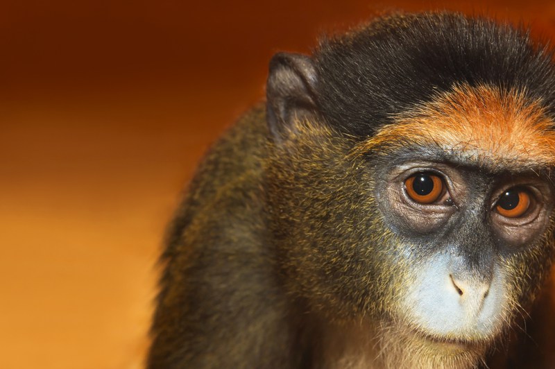 What could the Chinese year of the fire monkey bring to Switzerland?