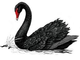 Will the U.S. Stock Market give birth to its own Black Swan?