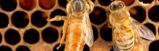 Queen Bee Syndrome, Dethroned