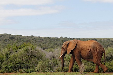 Der Elefant und die Mittelschicht