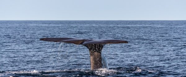 Wie die Ölindustrie die Wale gerettet hat