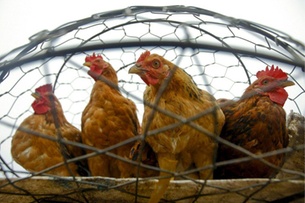 Novartis sued by bird flu guinea pig