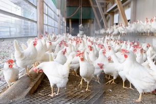 Veterinary office lifts quarantine for Swiss chicken farm