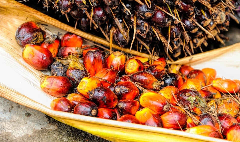 Mythen über Palmöl