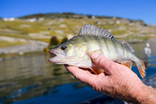 European Perch Crowned Fish of the Year