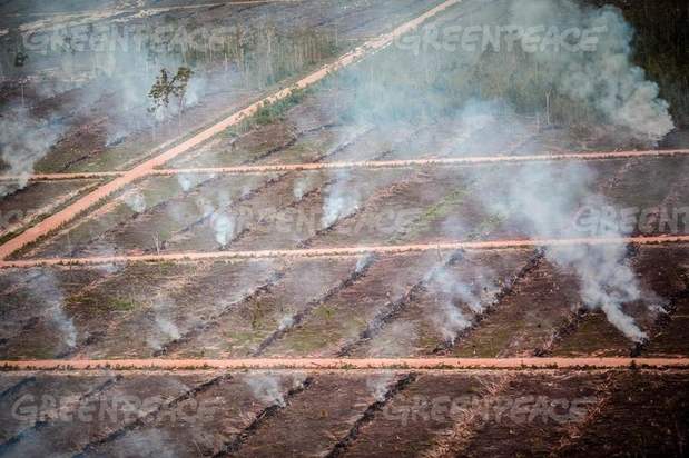 Nestlé accused of sourcing palm oil linked to forest fires in Indonesia