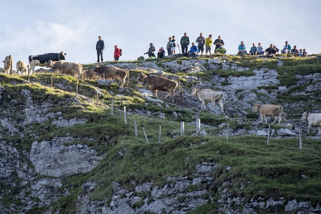‘Corona-compliant’ Alpine cow processions to go ahead