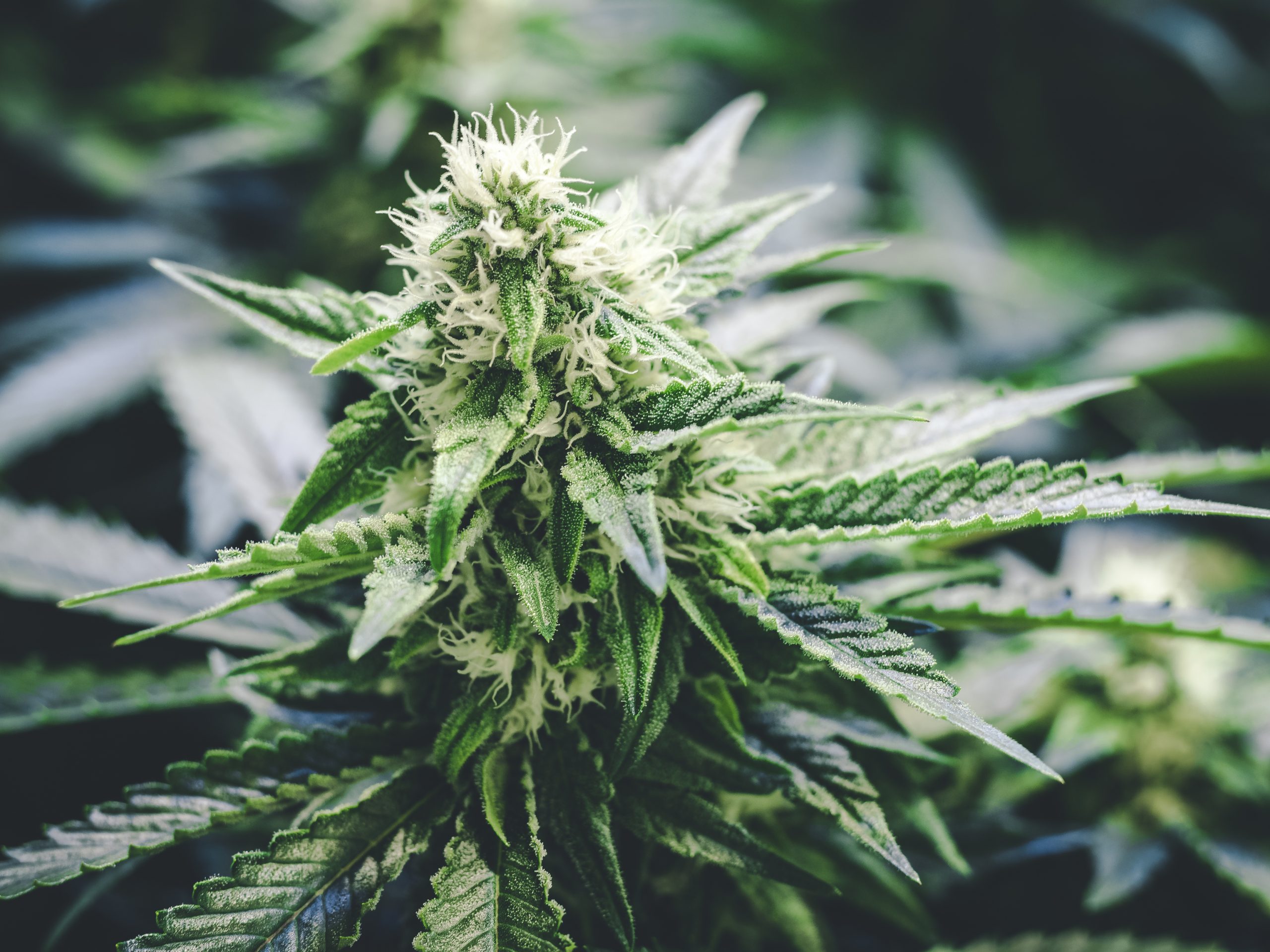 Erster ETF auf medizinisches Cannabis an der SIX
