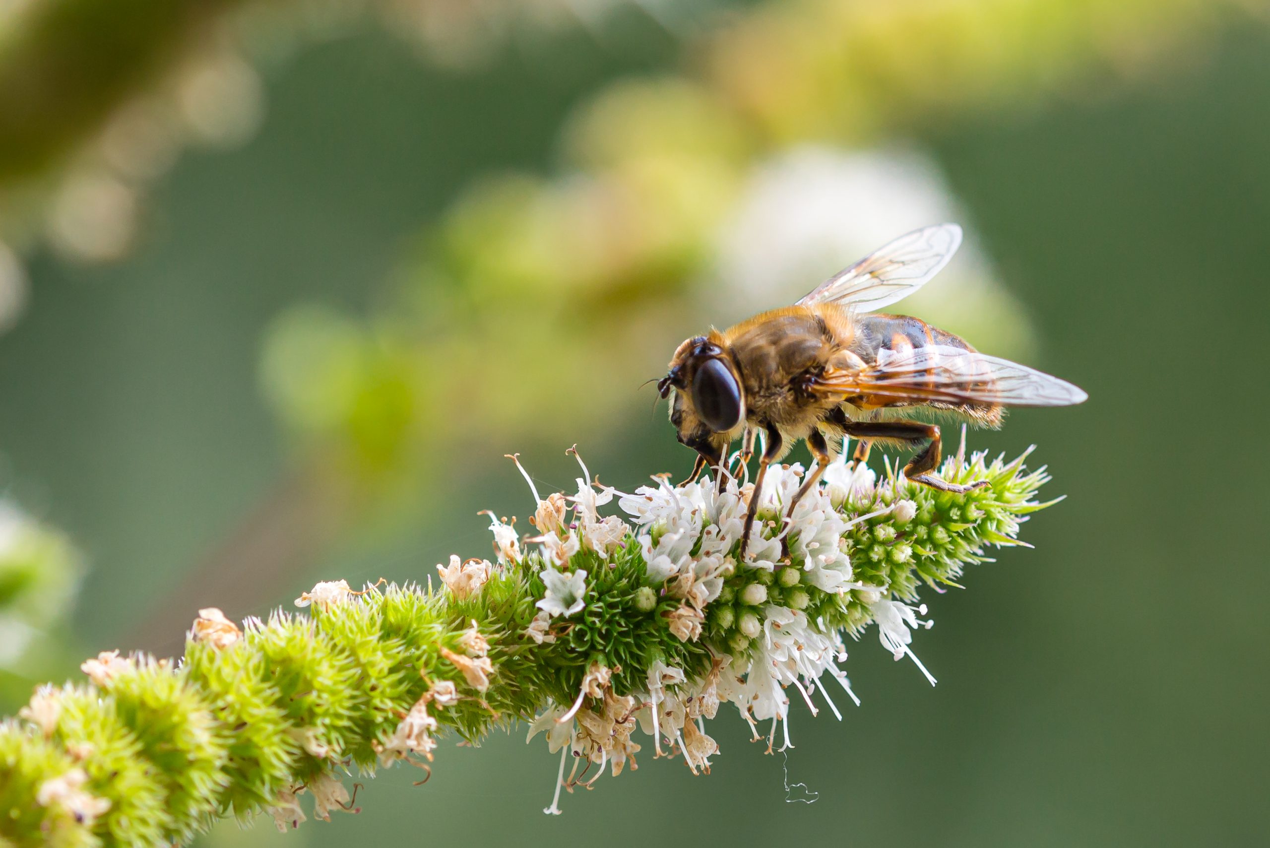 Gefährdung der Biodiversität zwingt Finanzsektor zum Handeln