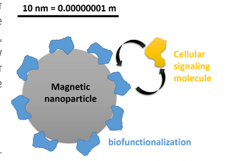 Santé; des nanoparticules magnétiques  dans les cellules que l’on peut commander à distance!