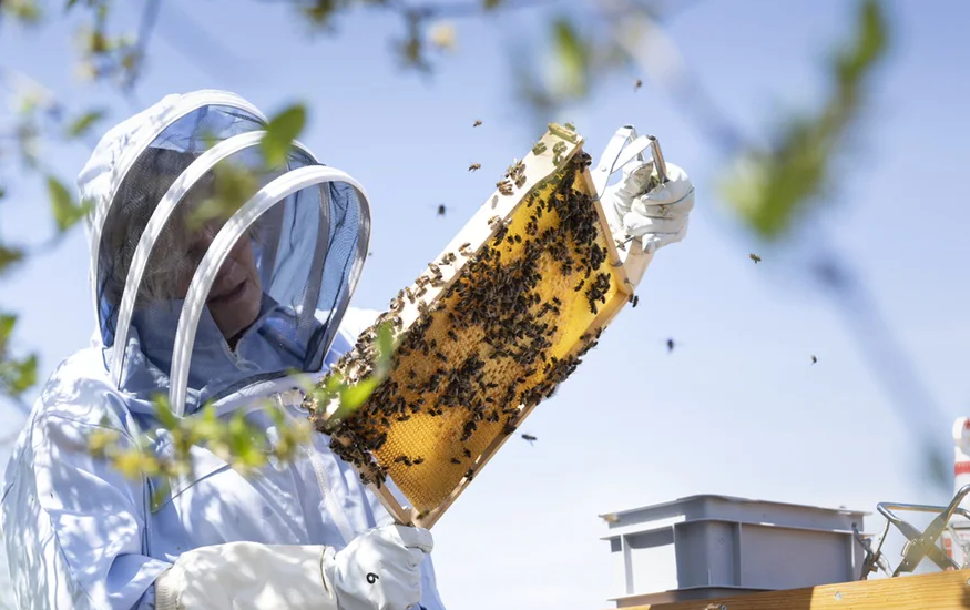 Honey production collapses in Switzerland