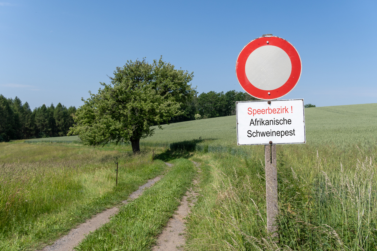 Schweinepest in Brandenburg: Kleinsthaltung von Schweinen soll aufgegeben werden