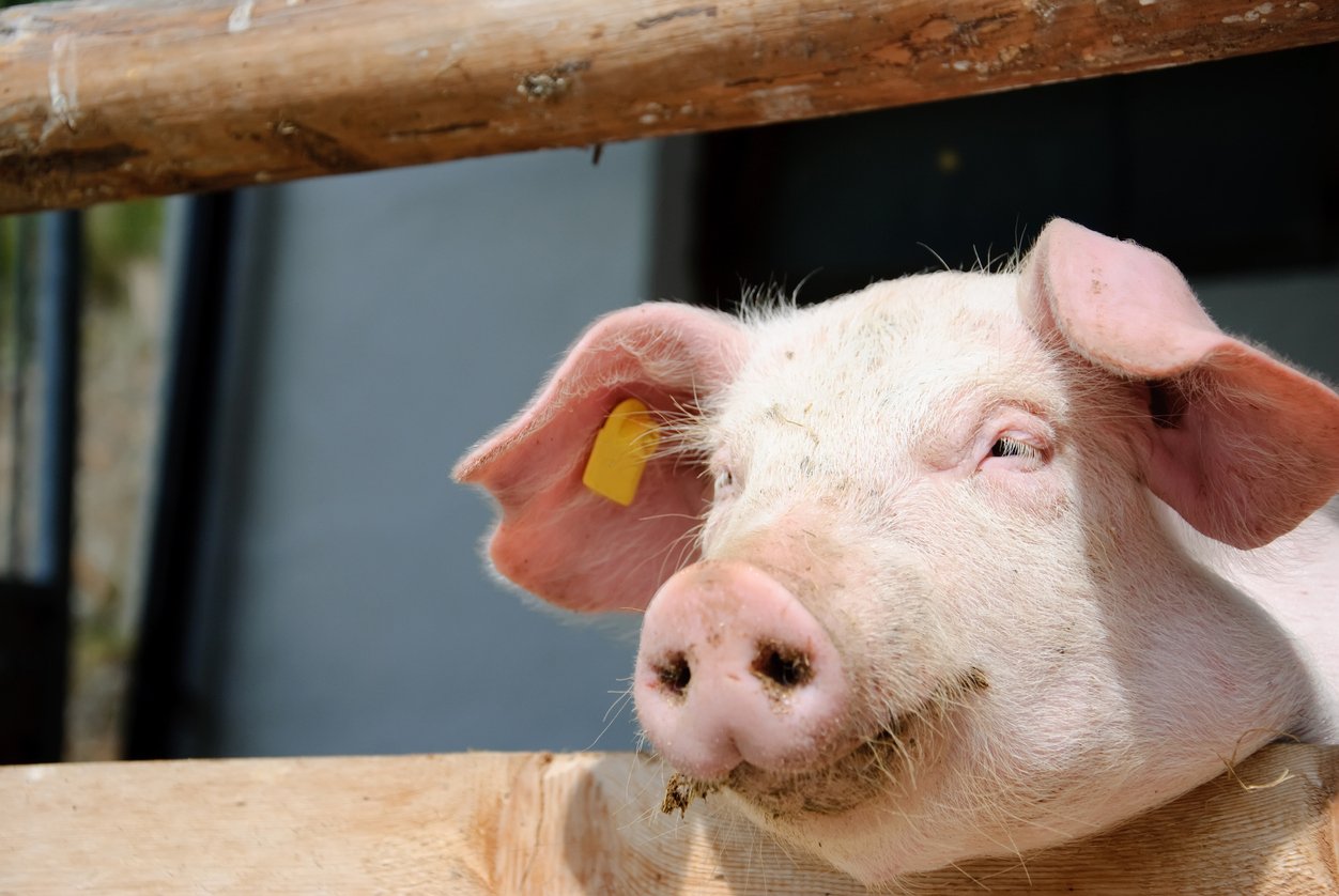 Schweinepest in Brandenburg: Kleinsthaltung von Schweinen soll aufgegeben werden