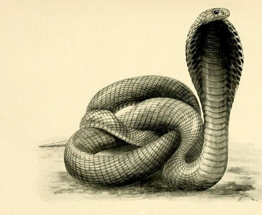 Government interventions and the Cobra effect – Part I