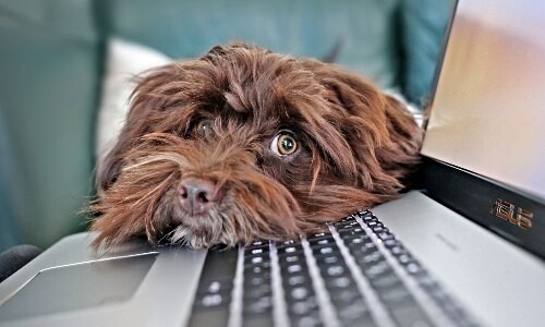 Wenn eine Bank auf den Bürohund kommt