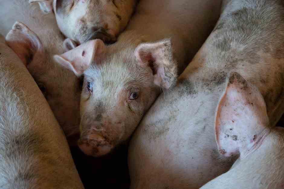 Switzerland has too many pigs, leading to animal welfare concerns