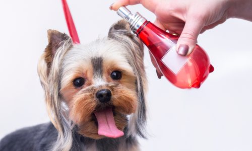 Luxusmarke bringt Parfum für Hunde auf den Markt